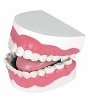 Dental Hygiene Model